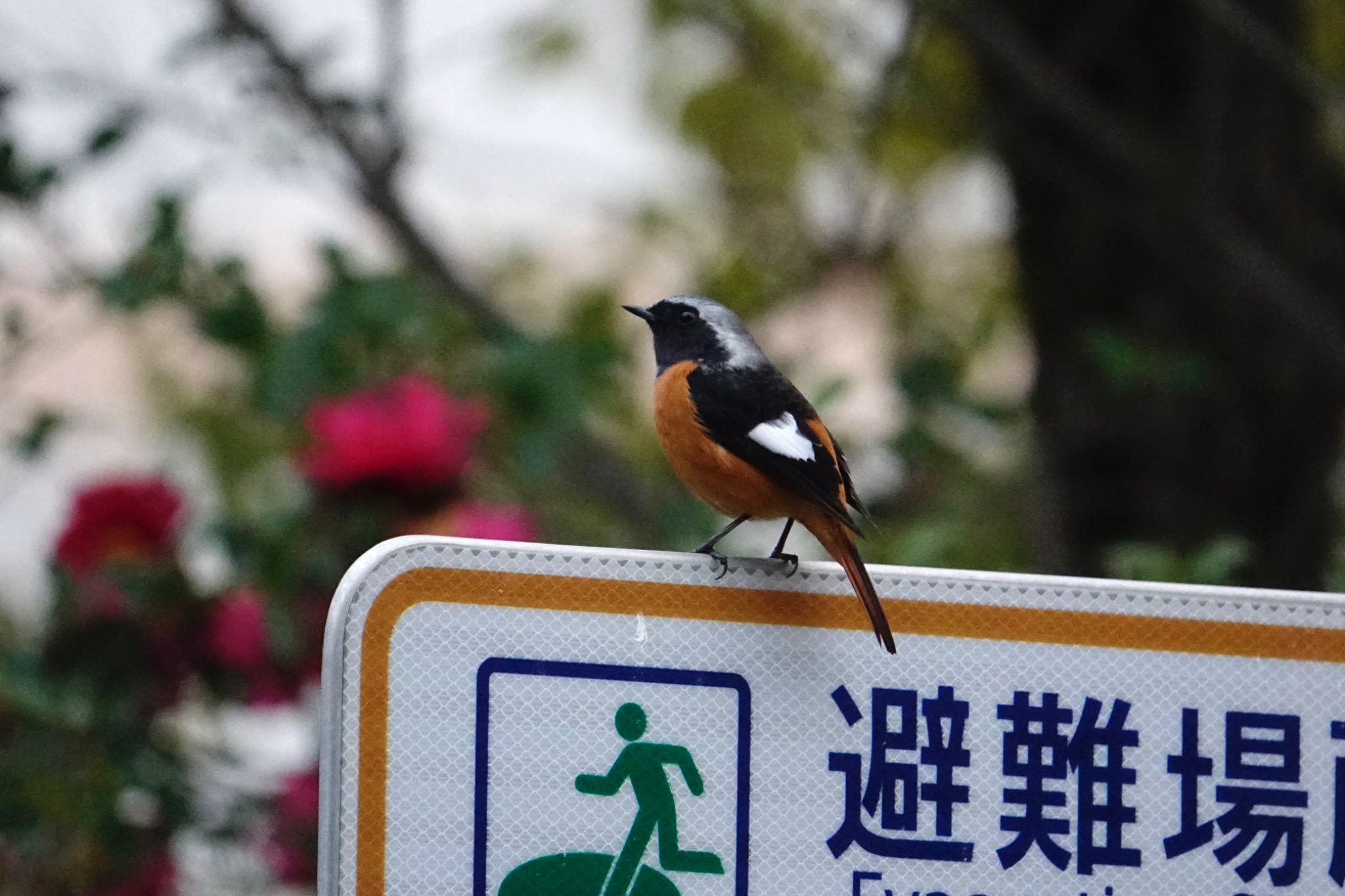 Photo of Daurian Redstart at 香椎浜南公園 by O S