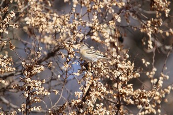 アトリ 石神井公園 2022年2月11日(金)