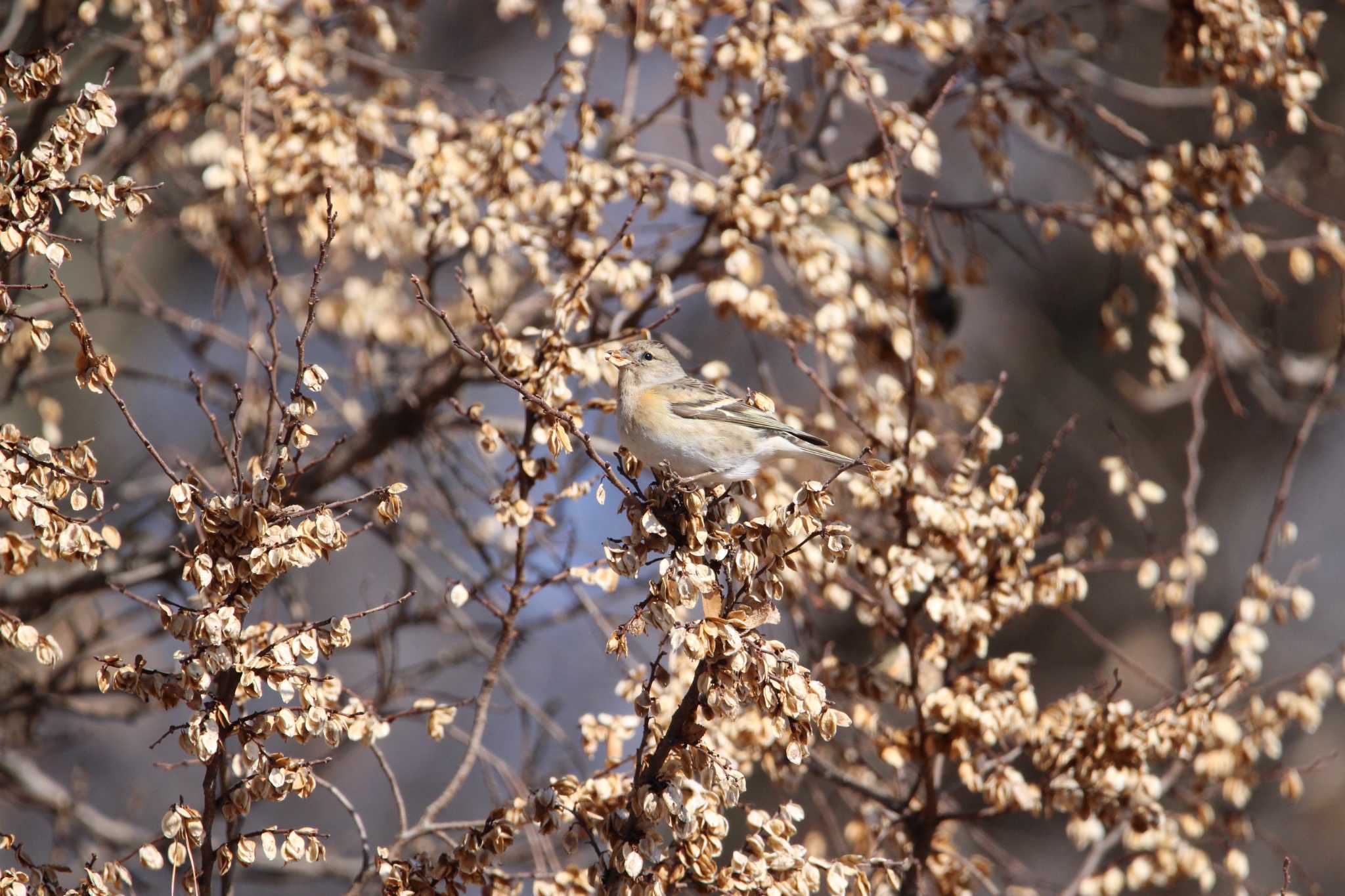 Photo of Brambling at Shakujii Park by Sweet Potato