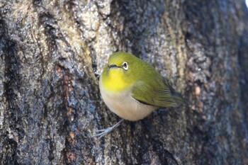 Warbling White-eye Shakujii Park Fri, 2/11/2022