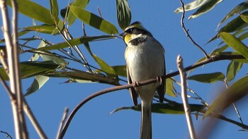 2022年2月11日(金) 山村ダムの野鳥観察記録