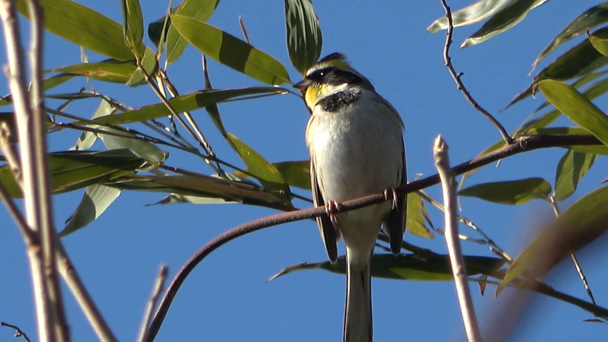 Yellow-throated Bunting