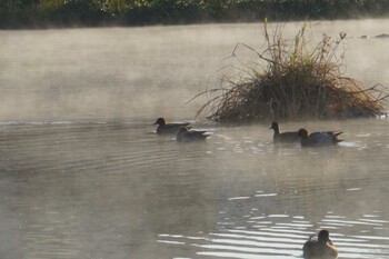 Eurasian Wigeon 江津湖 Fri, 2/11/2022