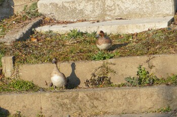 Eurasian Wigeon 江津湖 Fri, 2/11/2022