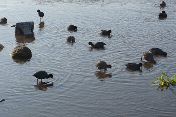 Eurasian Coot 江津湖 Fri, 2/11/2022