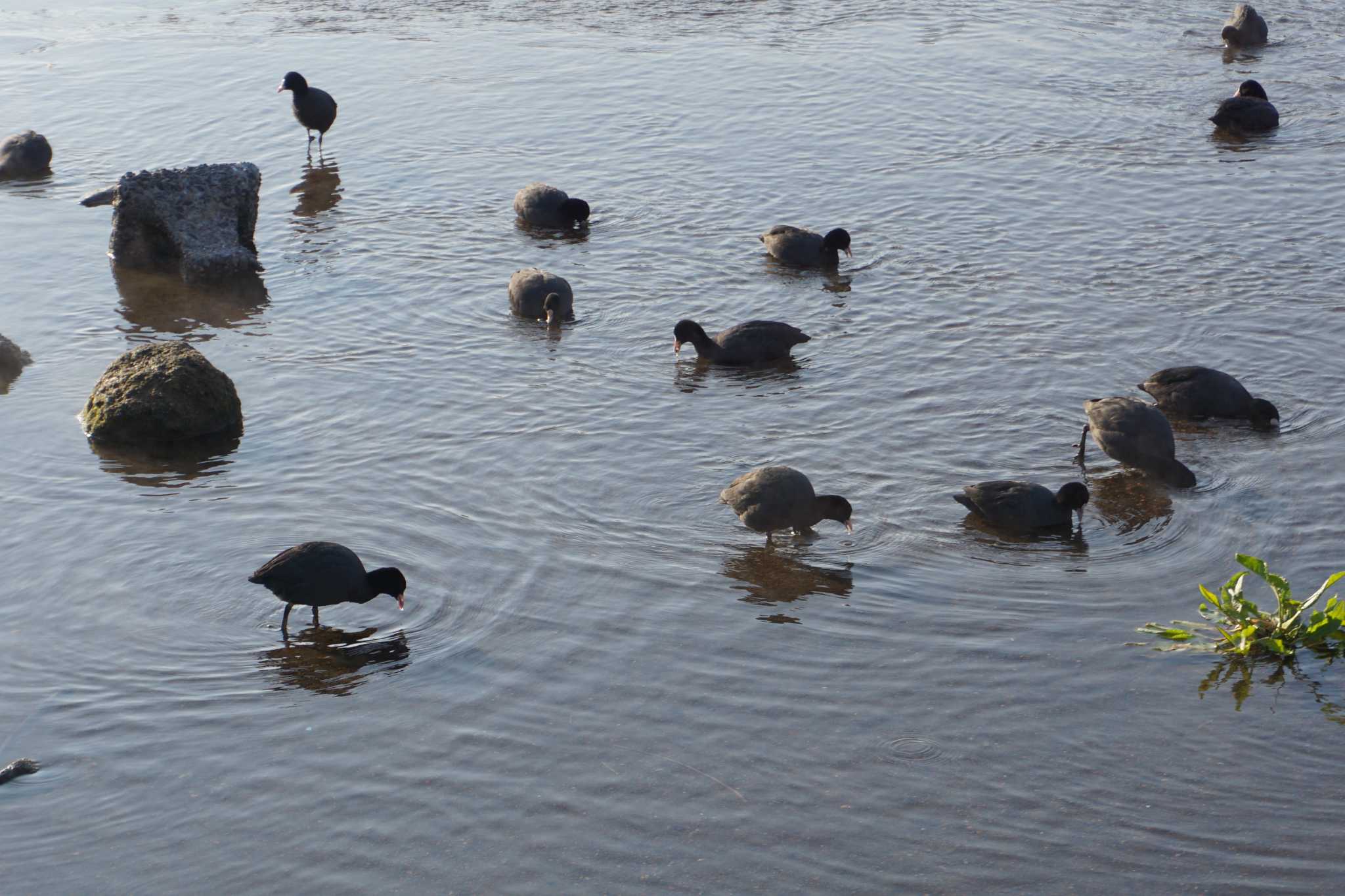 Eurasian Coot