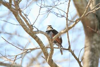 Dusky Thrush Unknown Spots Fri, 2/11/2022