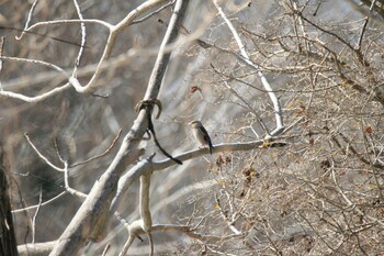 Hawfinch 利根川河川敷 Fri, 2/11/2022