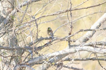 Grey-capped Greenfinch 利根川河川敷 Fri, 2/11/2022