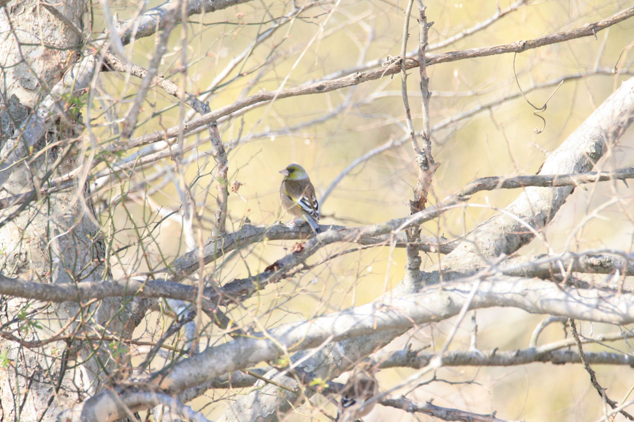 Photo of Grey-capped Greenfinch at 利根川河川敷 by Koutoku