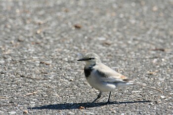 White Wagtail 利根川河川敷 Fri, 2/11/2022