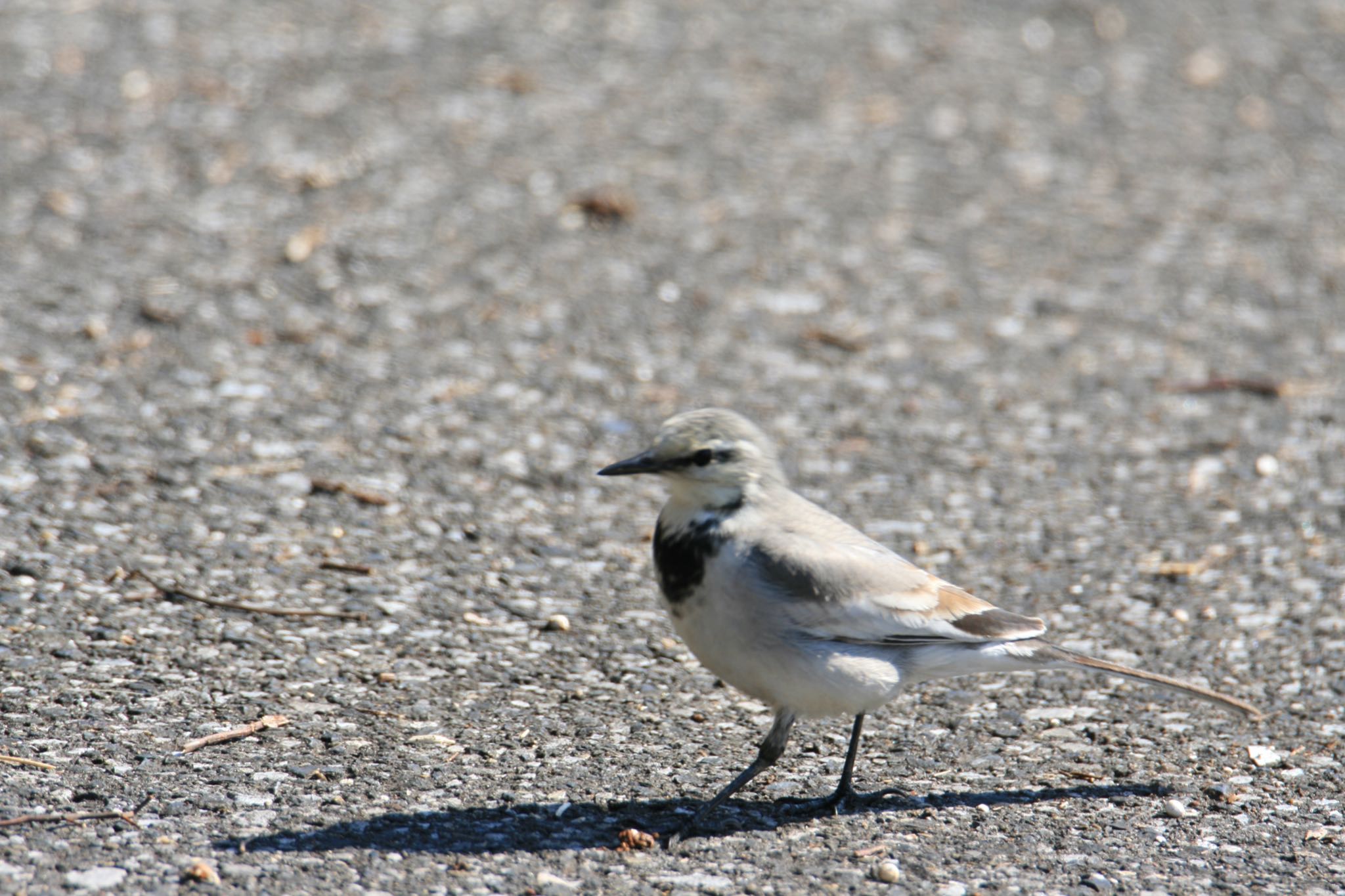 Photo of White Wagtail at 利根川河川敷 by Koutoku