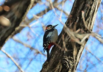 アカゲラ 小山田緑地公園 2022年2月11日(金)