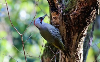 アオゲラ 小山田緑地公園 2022年2月11日(金)