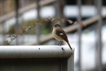 ジョウビタキ 香椎浜南公園 2022年2月8日(火)