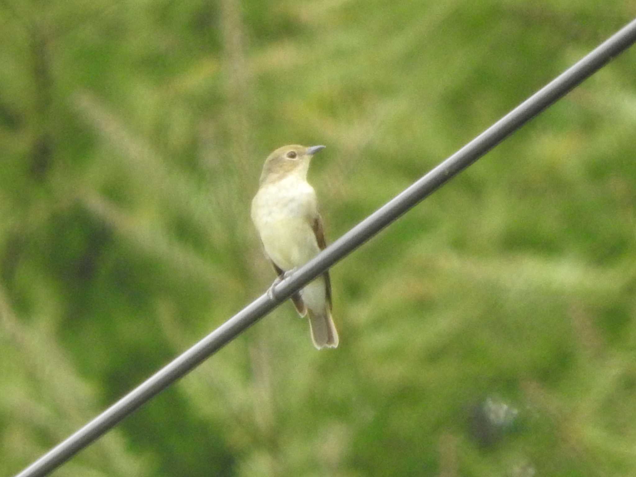 Narcissus Flycatcher