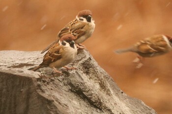 2022年2月10日(木) 三ツ池公園(横浜市鶴見区)の野鳥観察記録