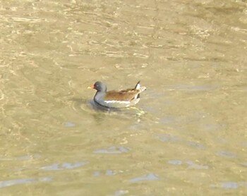 2022年2月11日(金) 埼玉県の野鳥観察記録