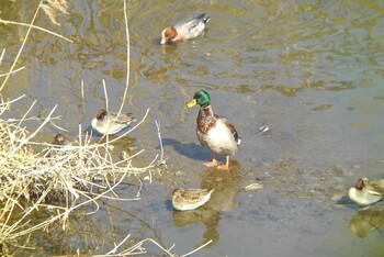 マガモ 埼玉県 2022年2月11日(金)