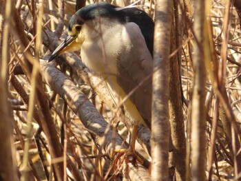 Fri, 2/11/2022 Birding report at 泉の森公園
