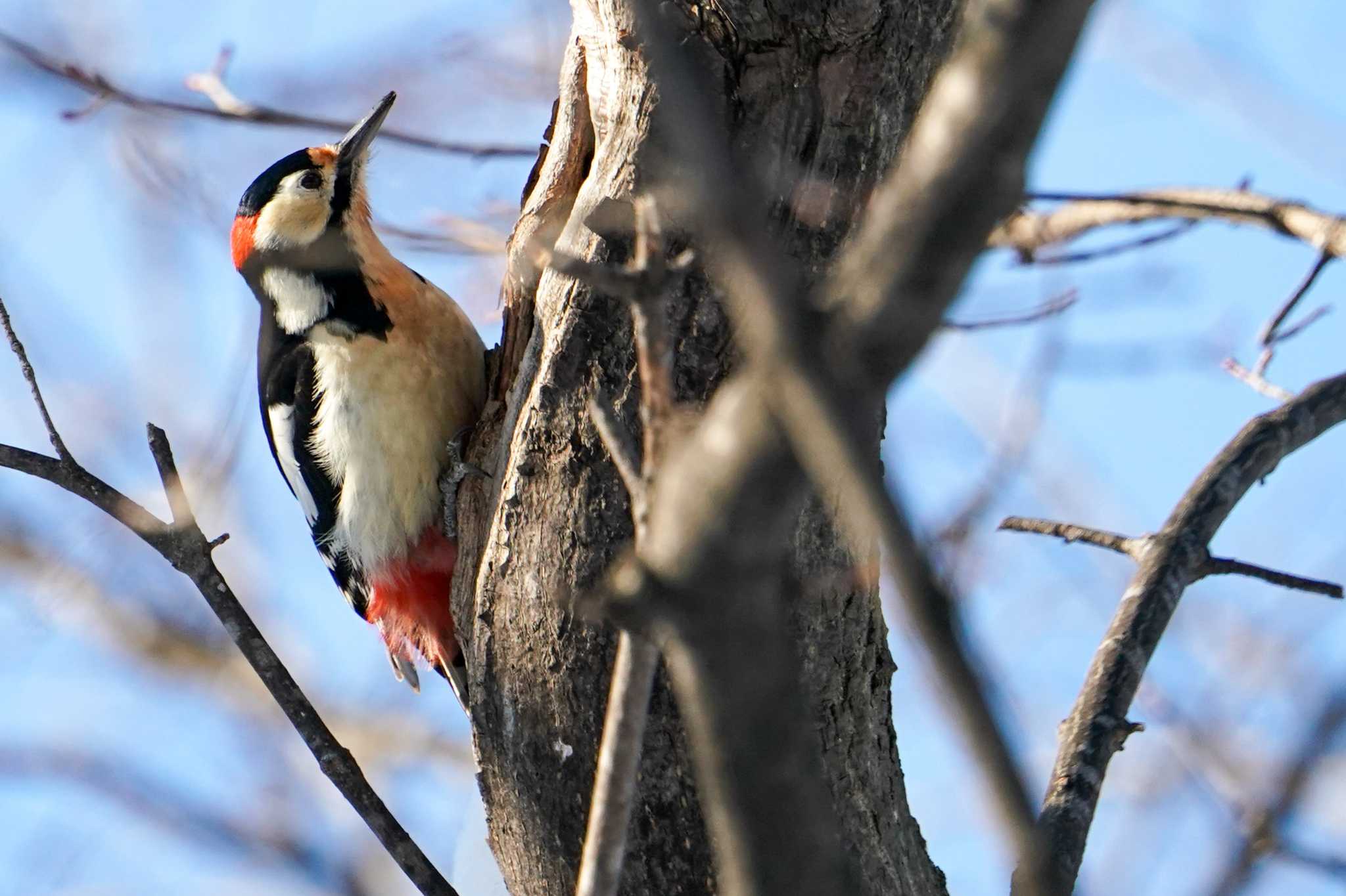 Photo of Great Spotted Woodpecker(japonicus) at 西野緑道(札幌市西区) by 98_Ark (98ｱｰｸ)