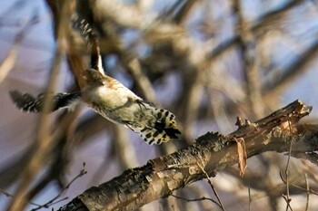 Fri, 2/11/2022 Birding report at 西野緑道(札幌市西区)