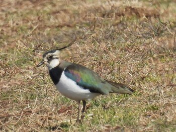 2022年2月11日(金) 平塚の野鳥観察記録