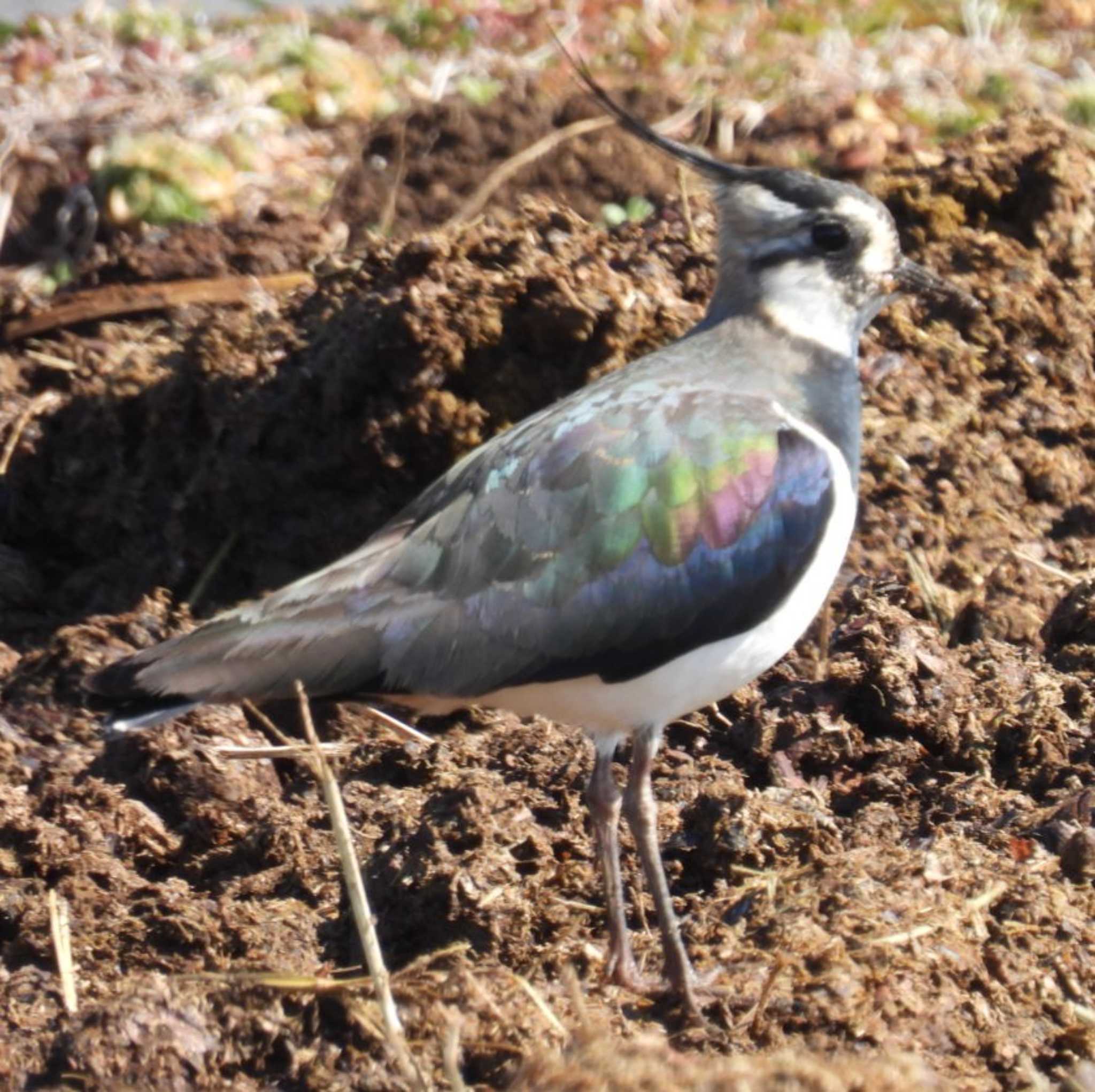 Northern Lapwing