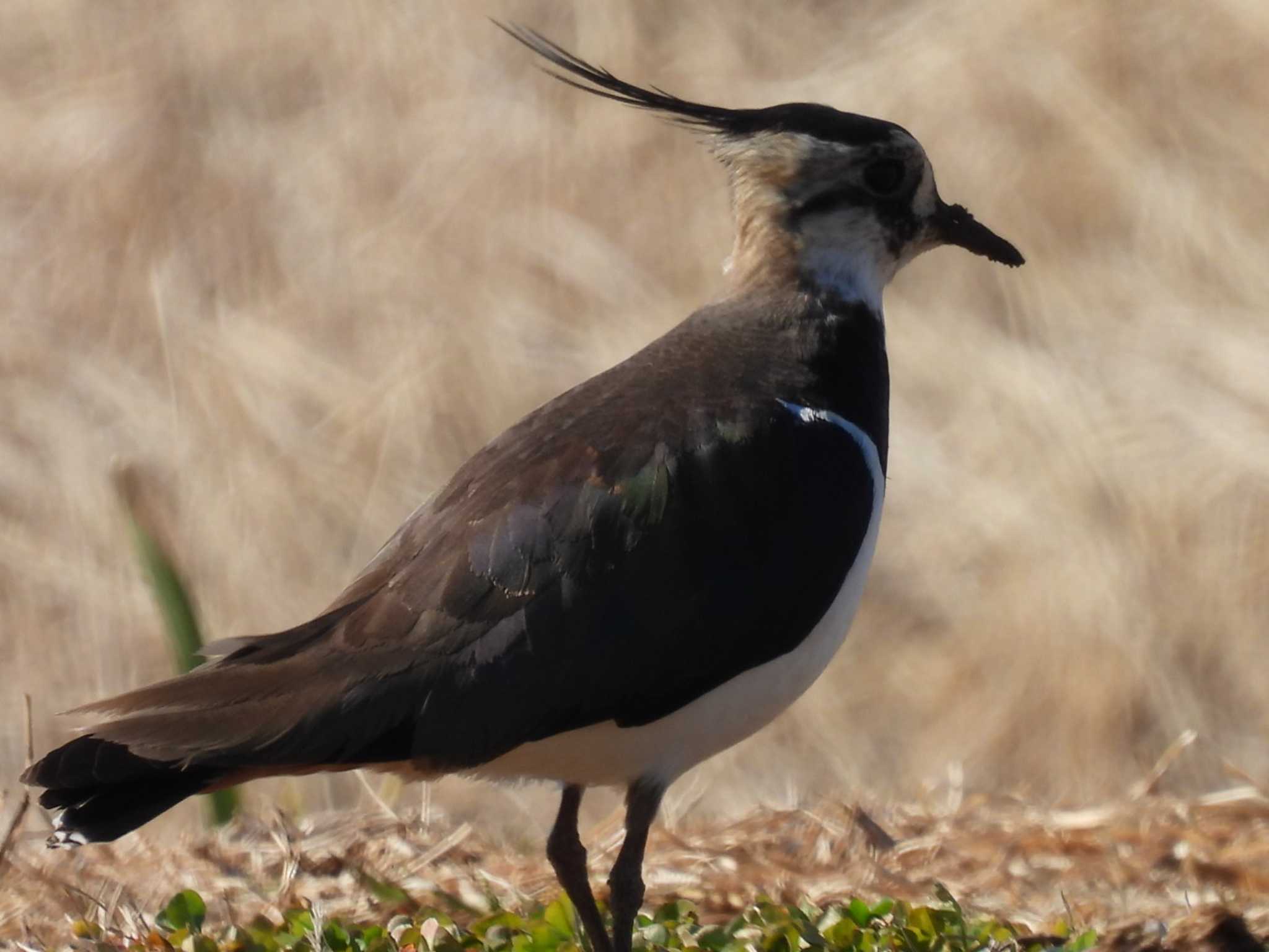 Northern Lapwing