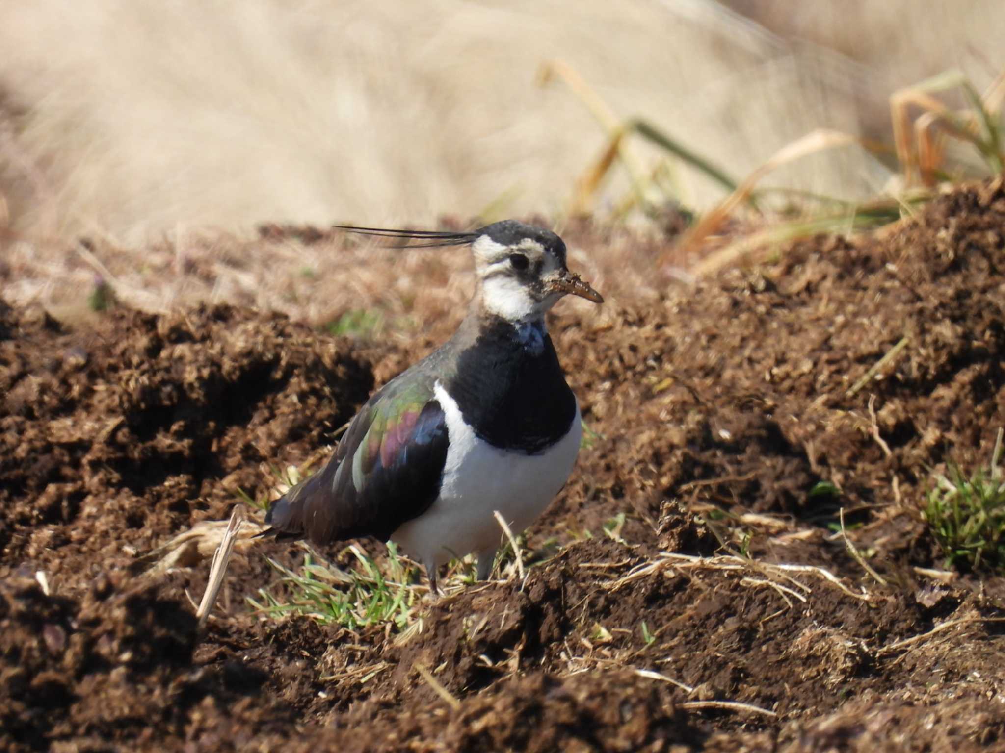 Northern Lapwing