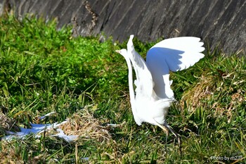 Great Egret 近所の河川 Fri, 2/11/2022