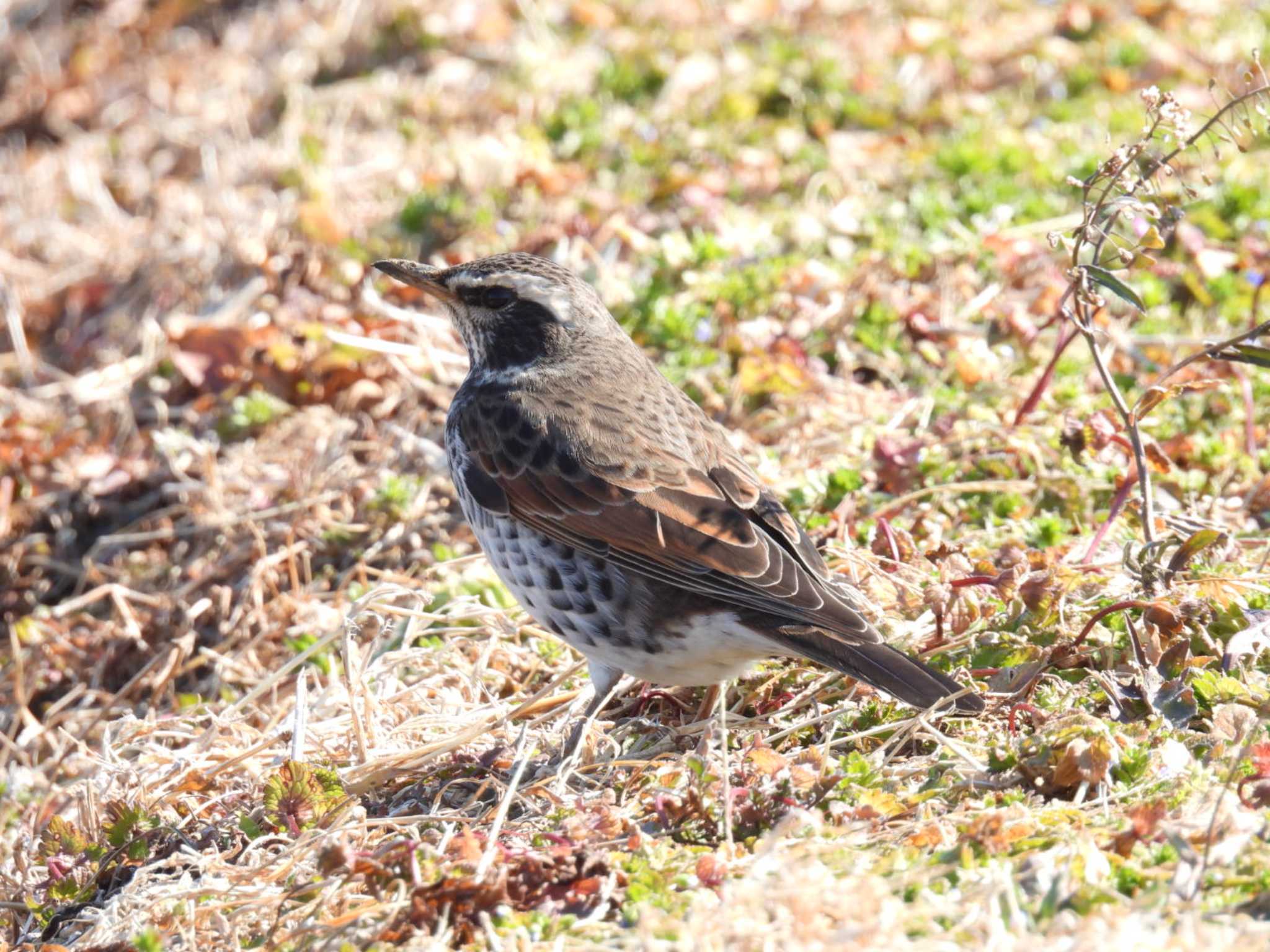 Dusky Thrush