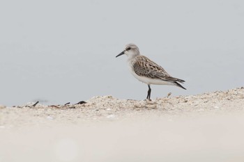 Red-necked Stint 三重県 Mon, 8/28/2017