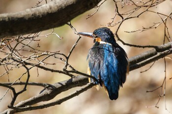 カワセミ 薬師池公園 2022年2月11日(金)