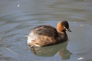 Little Grebe Machida Yakushiike Park Fri, 2/11/2022