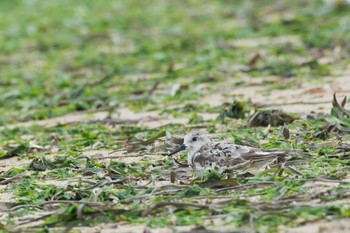 ミユビシギ 三重県 2017年8月28日(月)