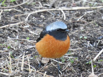 2022年2月11日(金) 芝川の野鳥観察記録