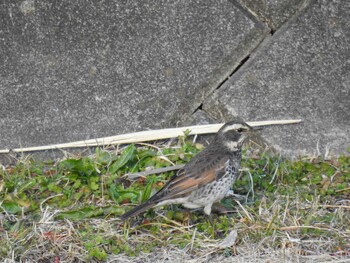 ツグミ 芝川 2022年2月11日(金)