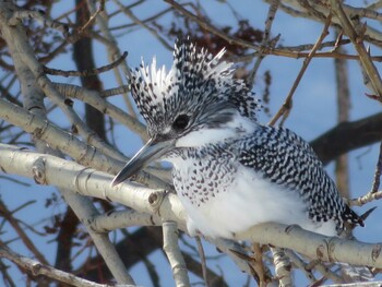 2022年2月11日(金) 真駒内公園の野鳥観察記録