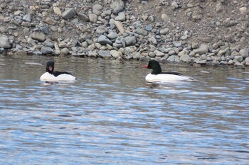 2022年2月6日(日) 相模川の野鳥観察記録