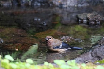 ウソ 場所が不明 撮影日未設定