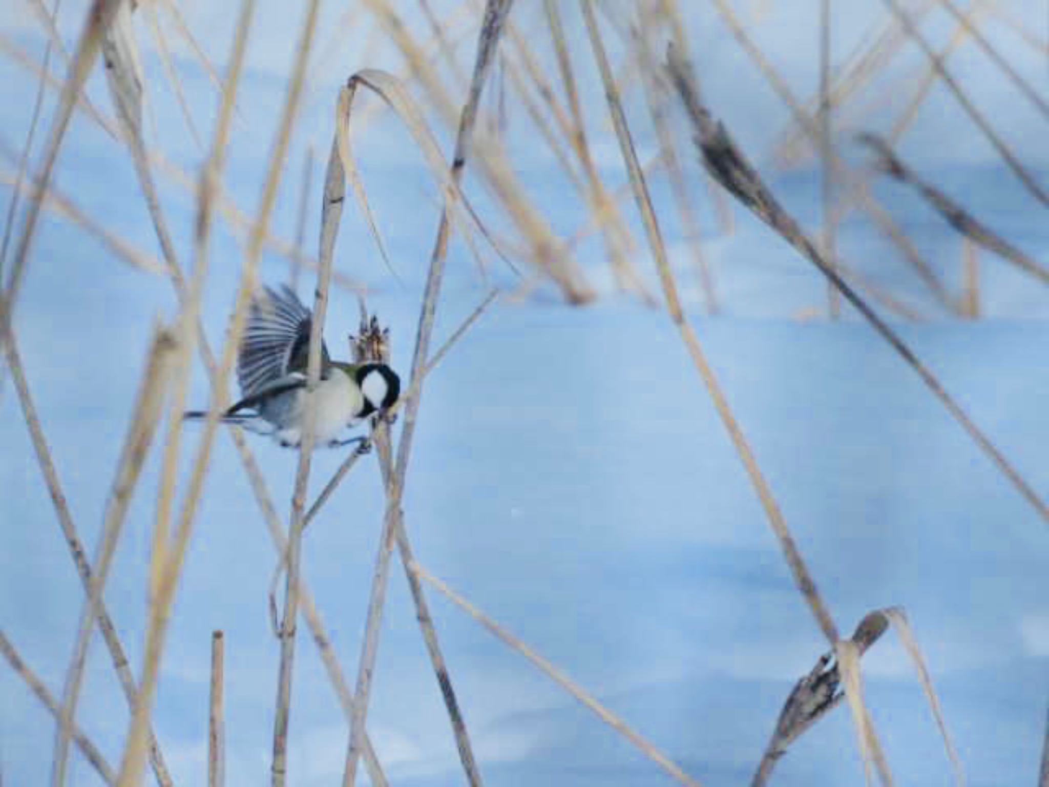 Japanese Tit