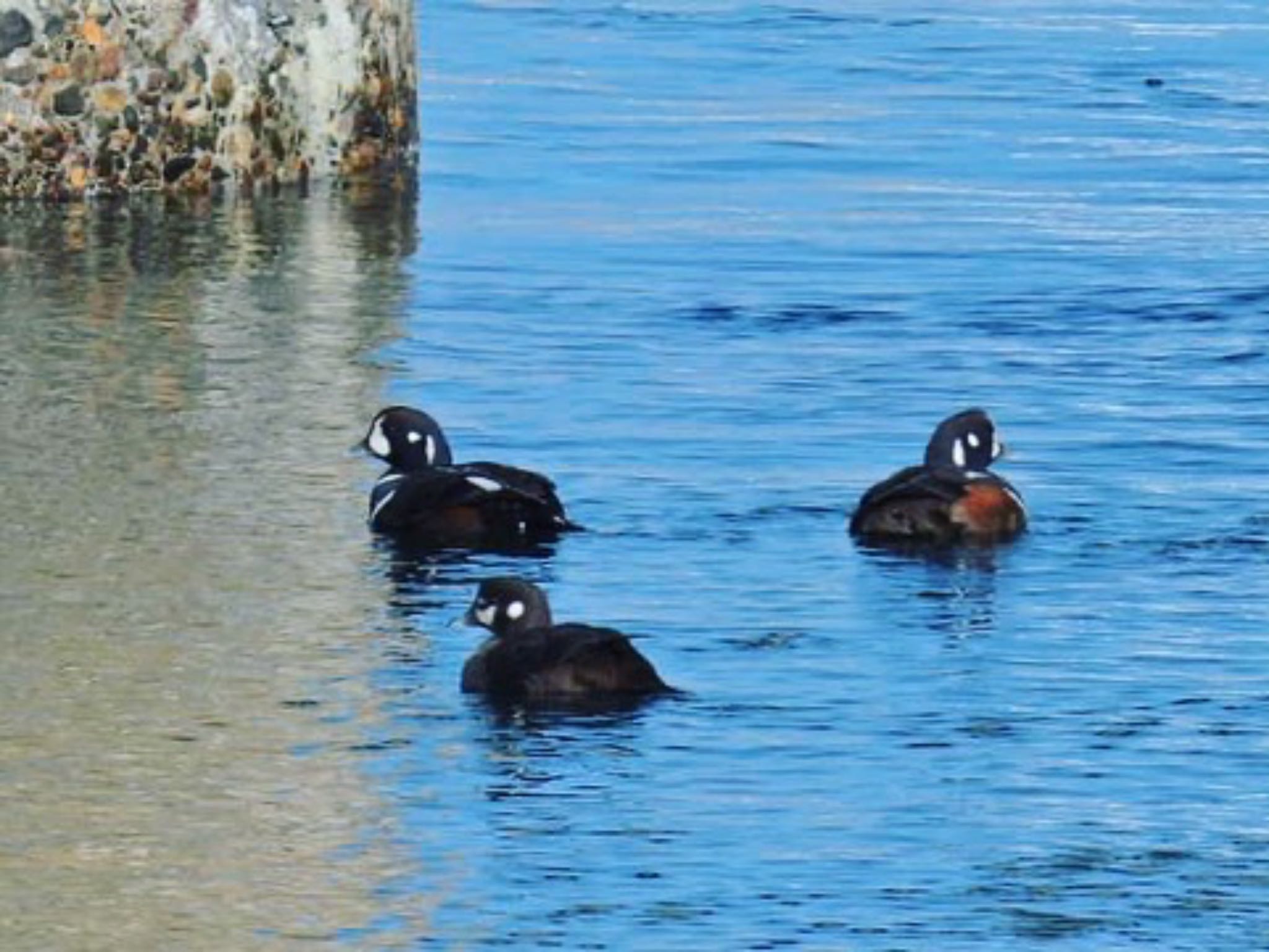 Harlequin Duck