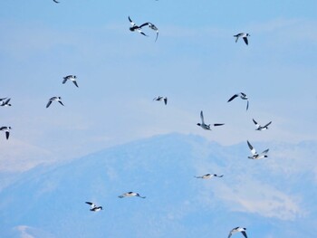 スズガモ 濤沸湖 2022年2月11日(金)