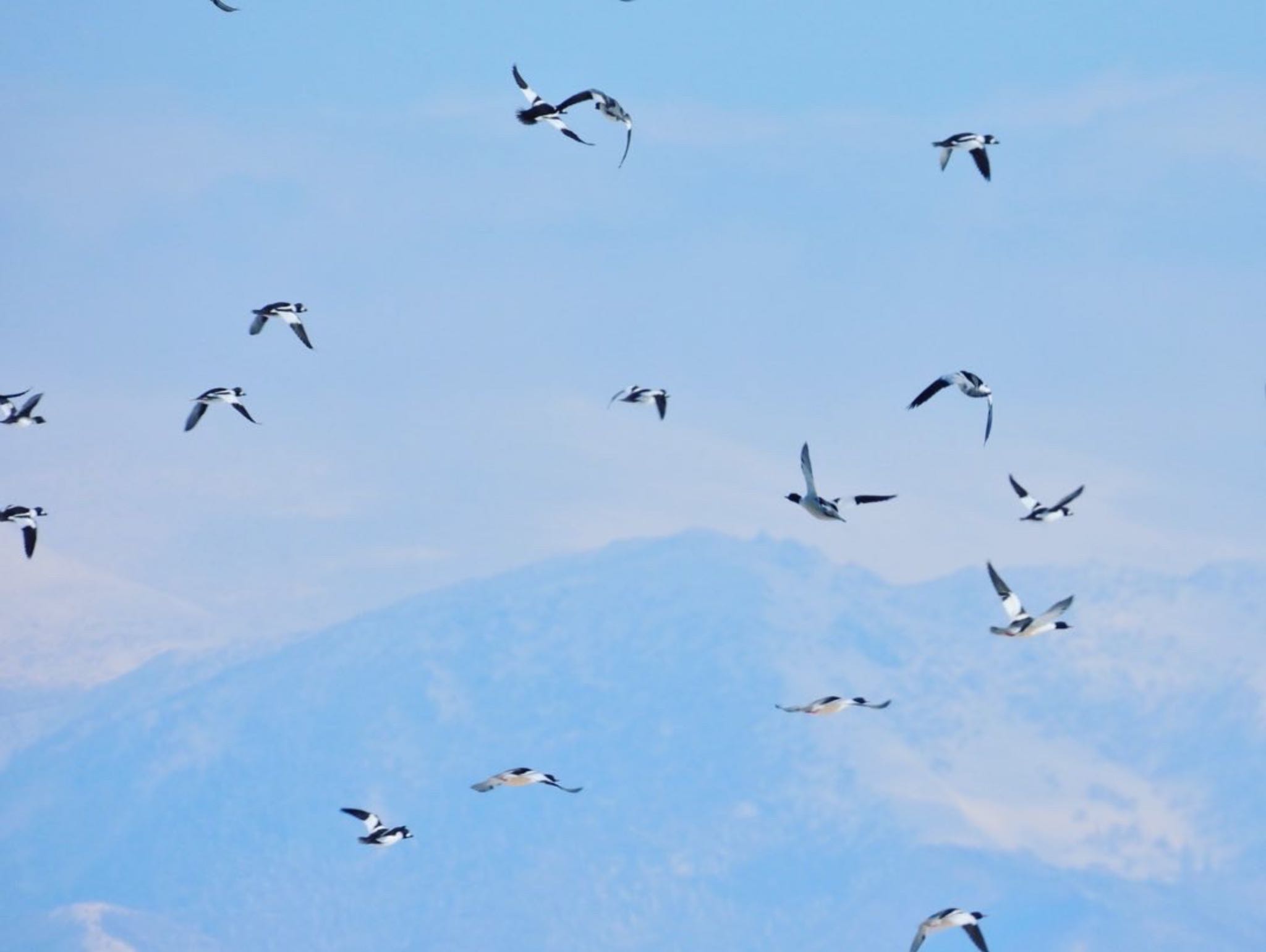 Greater Scaup