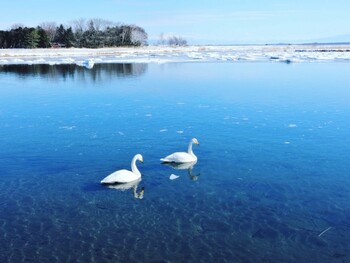 オオハクチョウ 濤沸湖 2022年2月11日(金)