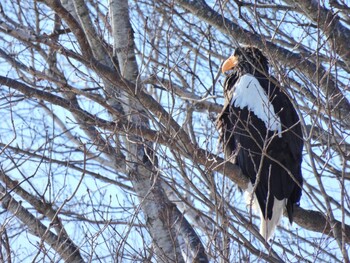 2022年2月11日(金) 濤沸湖の野鳥観察記録