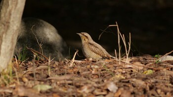 Eurasian Wryneck Osaka castle park Fri, 2/11/2022