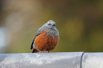 2022年2月11日(金) 松江城の野鳥観察記録