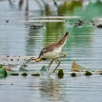 2022年2月3日(木) Bueng Khong Long Non-Hunting Areaの野鳥観察記録